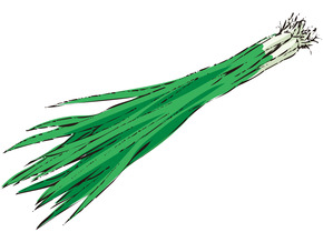 小ねぎの根っこは捨てないで