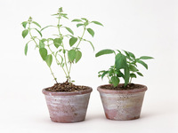 空き缶でグリーンを飾る