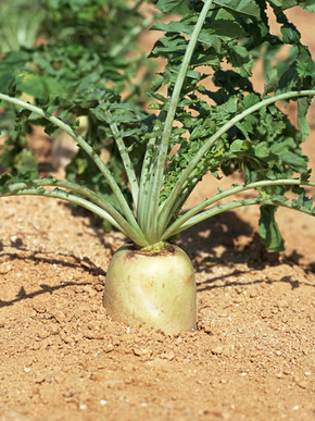 大根おろしの活用法