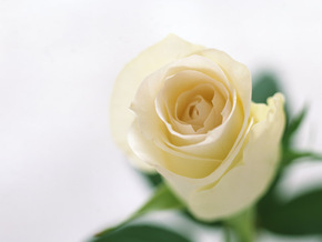 香水でお掃除？香ってすっきりキレイ