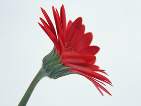 造花のお手入れは