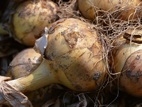 飴色玉ねぎの炒め時間を短縮するには